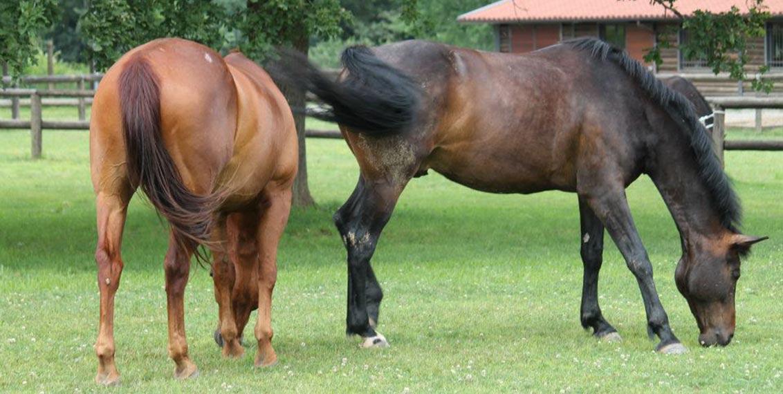 Foto Az. Agr. Un Posto Felice - Cavallo Felice